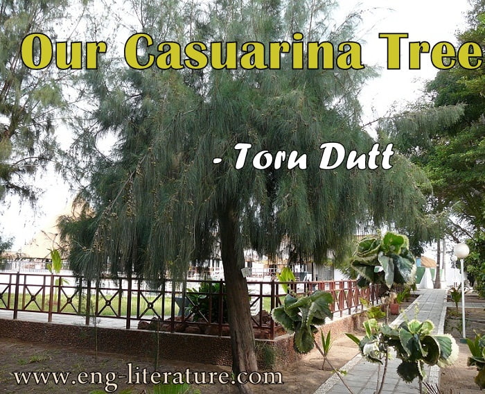 Our Casuarina Tree Nostalgic Poem