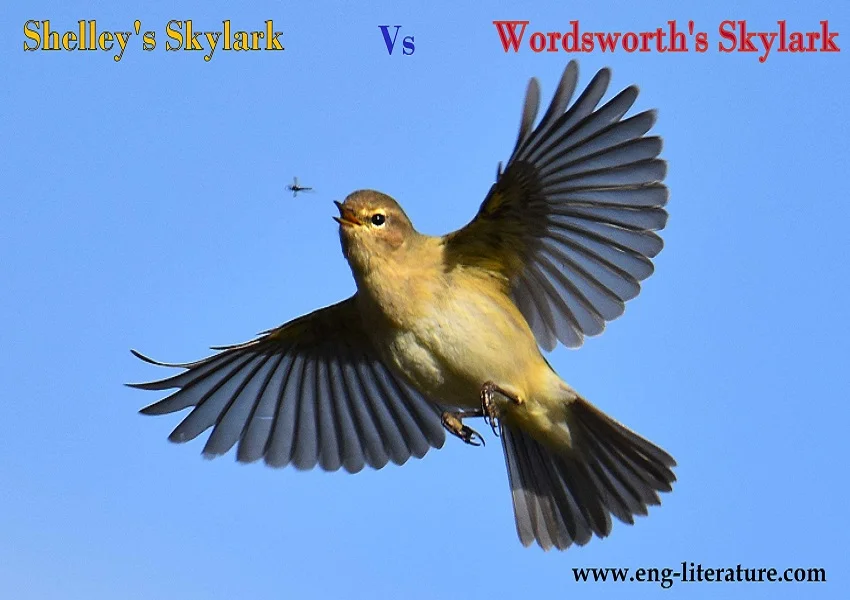 Compare and contrast Shelley's "To a Skylark" with Wordsworth's "To the Skylark".