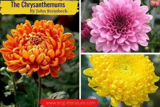 the chrysanthemums point of view