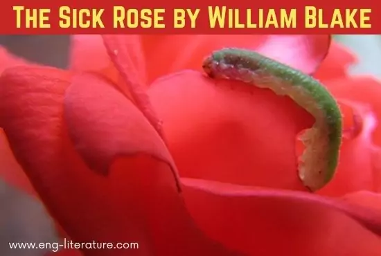 The Sick Rose by William Blake | Summary, Analysis, Theme, Questions and Answers