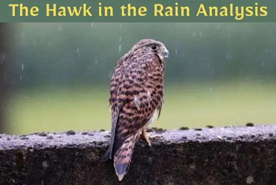 The Hawk in the Rain Summary and Analysis