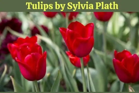 tulips plath
